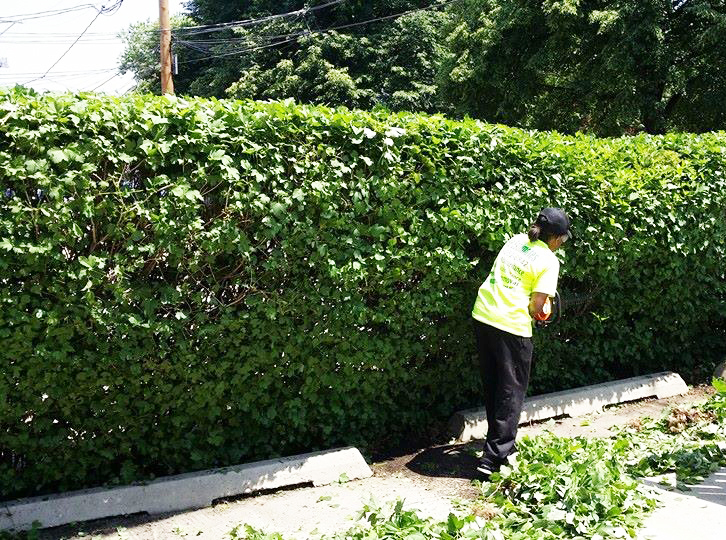 urban-roots-horizontal-shrub