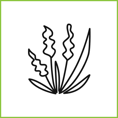 Abstract plant illustration on black background.